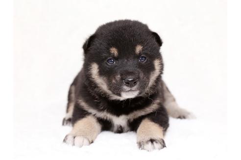 成約済の栃木県の柴犬-35925の3枚目