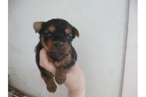 成約済の福岡県のヨークシャーテリア-35926の3枚目