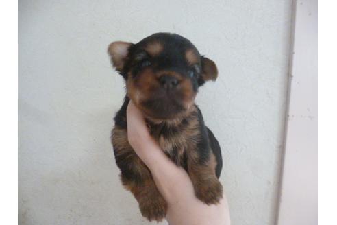 成約済の福岡県のヨークシャーテリア-35926の1枚目