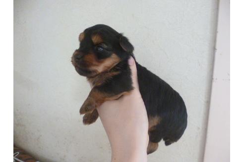 成約済の福岡県のヨークシャーテリア-35926の2枚目