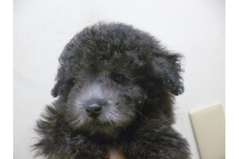 成約済の福岡県のトイプードル-35927の5枚目