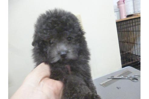 成約済の福岡県のトイプードル-35927の2枚目