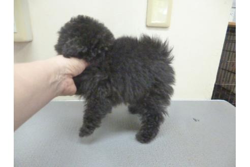 成約済の福岡県のトイプードル-35927の3枚目