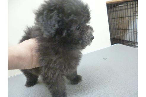 成約済の福岡県のトイプードル-35927の4枚目