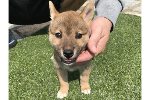 成約済の長崎県の柴犬-34434の1枚目