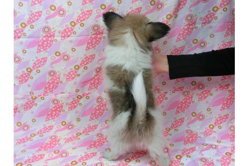 成約済の千葉県のパピヨン-34747の3枚目