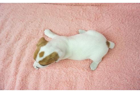 成約済の奈良県のジャックラッセルテリア-35948の2枚目