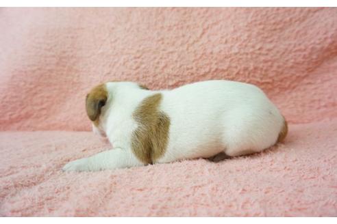 成約済の奈良県のジャックラッセルテリア-35949の5枚目