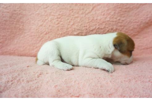 成約済の奈良県のジャックラッセルテリア-35949の2枚目