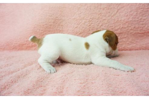 成約済の奈良県のジャックラッセルテリア-35950の4枚目