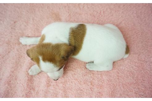 成約済の奈良県のジャックラッセルテリア-35211の2枚目