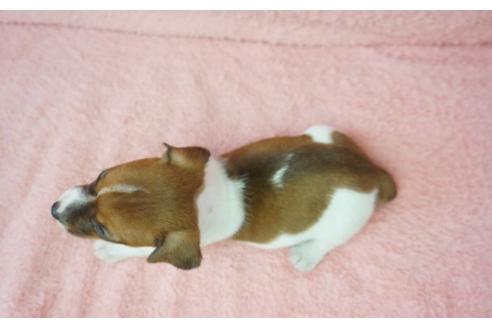 成約済の奈良県のジャックラッセルテリア-35218の2枚目