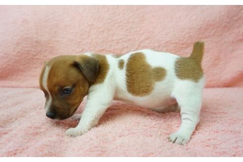 成約済の奈良県のジャックラッセルテリア-35215の4枚目