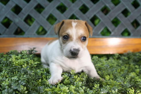 成約済の京都府のジャックラッセルテリア-35970の5枚目