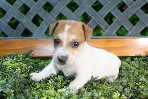 成約済の京都府のジャックラッセルテリア-35970の4枚目