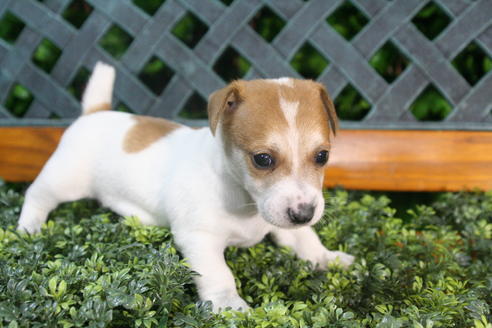 成約済の京都府のジャックラッセルテリア-35970の3枚目