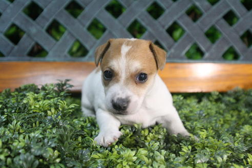 成約済の京都府のジャックラッセルテリア-35970の1枚目