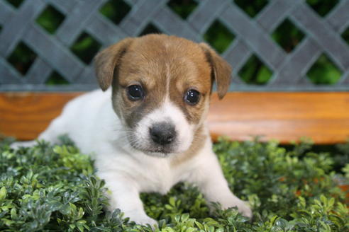 成約済の京都府のジャックラッセルテリア-35971の5枚目