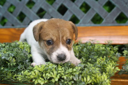 成約済の京都府のジャックラッセルテリア-35971の4枚目