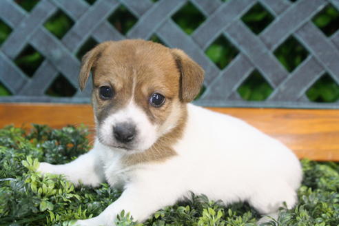 成約済の京都府のジャックラッセルテリア-35971の3枚目