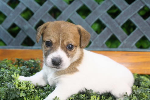 成約済の京都府のジャックラッセルテリア-35971の2枚目