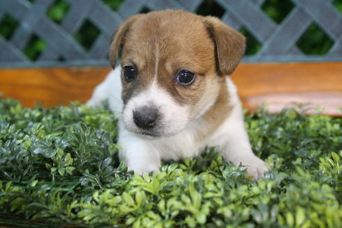 成約済の京都府のジャックラッセルテリア-35971の1枚目