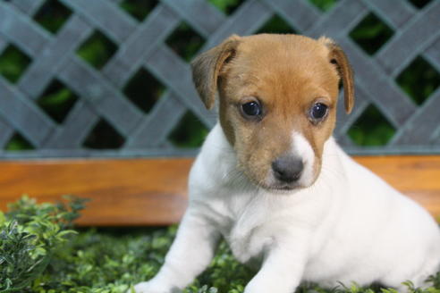 成約済の京都府のジャックラッセルテリア-35973の5枚目