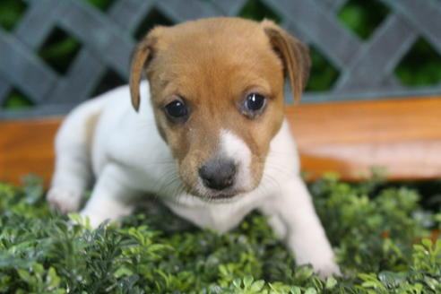 成約済の京都府のジャックラッセルテリア-35973の3枚目