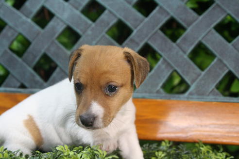 成約済の京都府のジャックラッセルテリア-35973の1枚目