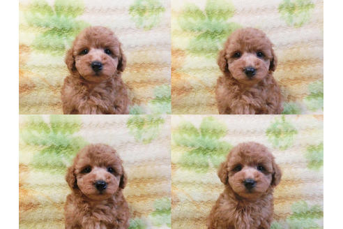 成約済の千葉県のトイプードル-35979の2枚目