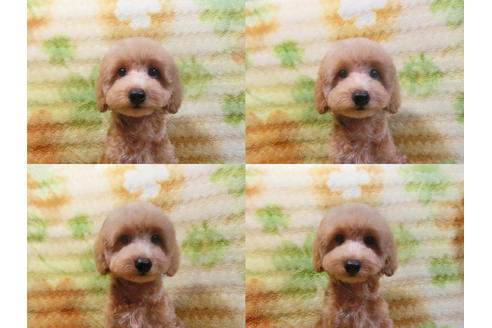 成約済の千葉県のトイプードル-35984の2枚目