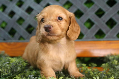 成約済の京都府のミニチュアダックスフンド(ロングヘアード)-35986の5枚目