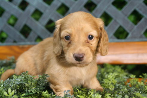 成約済の京都府のミニチュアダックスフンド(ロングヘアード)-35986の4枚目