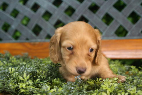 成約済の京都府のミニチュアダックスフンド(ロングヘアード)-35986の3枚目