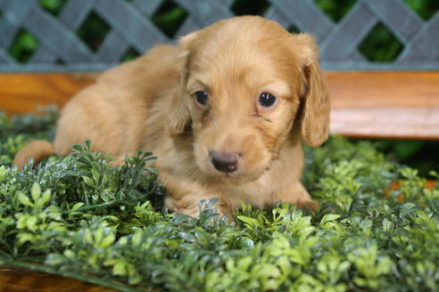 成約済の京都府のミニチュアダックスフンド(ロングヘアード)-35986の1枚目