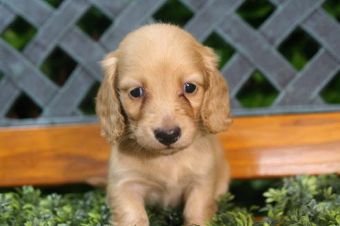 成約済の京都府のミニチュアダックスフンド(ロングヘアード)-35987の5枚目