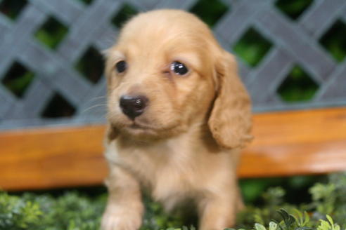 成約済の京都府のミニチュアダックスフンド(ロングヘアード)-35987の4枚目