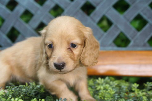 成約済の京都府のミニチュアダックスフンド(ロングヘアード)-35987の3枚目