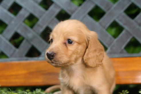 成約済の京都府のミニチュアダックスフンド(ロングヘアード)-35987の2枚目