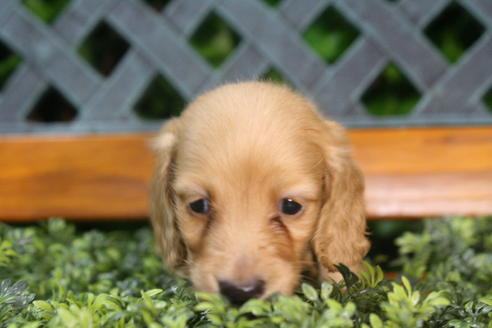 成約済の京都府のミニチュアダックスフンド(ロングヘアード)-35987の1枚目