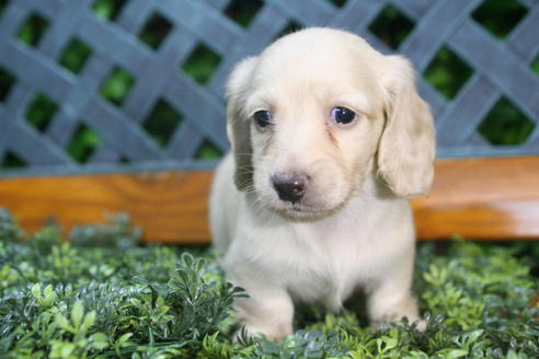 成約済の京都府のミニチュアダックスフンド(ロングヘアード)-35988の5枚目