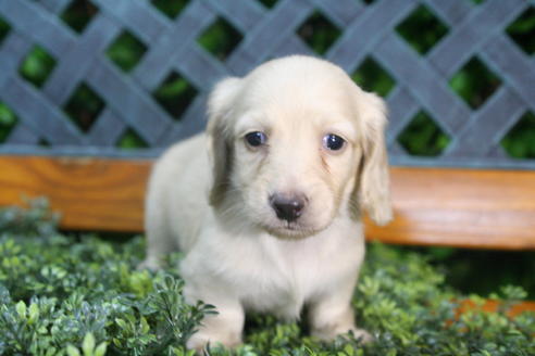 成約済の京都府のミニチュアダックスフンド(ロングヘアード)-35988の4枚目