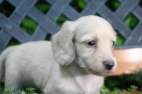 成約済の京都府のミニチュアダックスフンド(ロングヘアード)-35988の3枚目