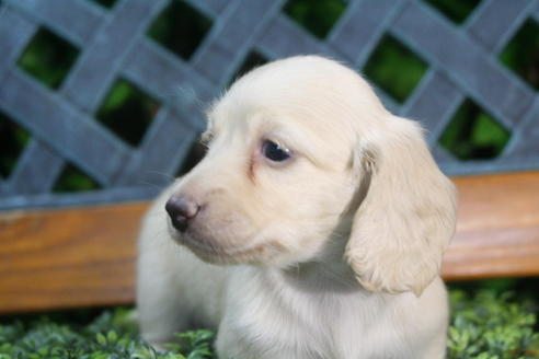 成約済の京都府のミニチュアダックスフンド(ロングヘアード)-35988の2枚目