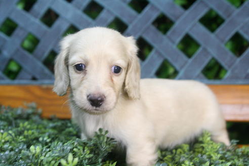 成約済の京都府のミニチュアダックスフンド(ロングヘアード)-35988の1枚目