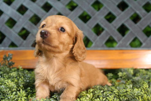 成約済の京都府のミニチュアダックスフンド(ロングヘアード)-35990の5枚目