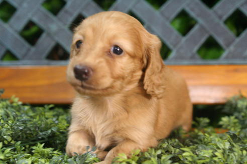 成約済の京都府のミニチュアダックスフンド(ロングヘアード)-35990の3枚目