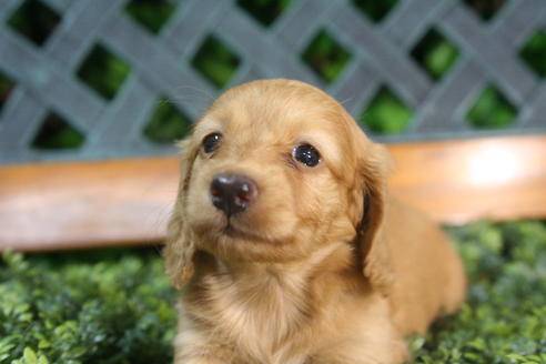 成約済の京都府のミニチュアダックスフンド(ロングヘアード)-35990の2枚目