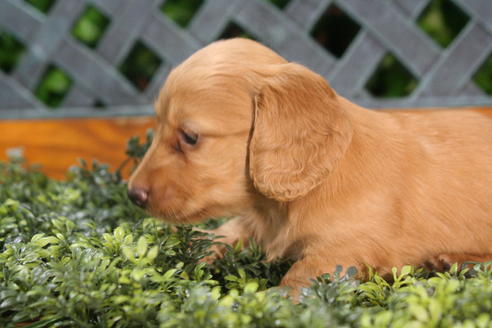 成約済の京都府のミニチュアダックスフンド(ロングヘアード)-35990の1枚目