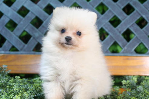 成約済の京都府のポメラニアン-35991の5枚目